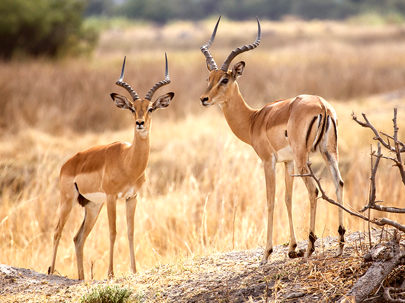 Antiloper på Botswanas vidöppna bush