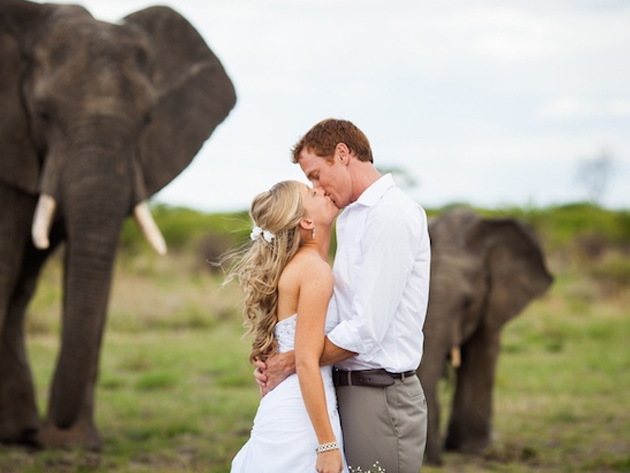 Gift er bland vilda elefanter